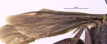 Media type: image;   Entomology 26231 Aspect: hwga